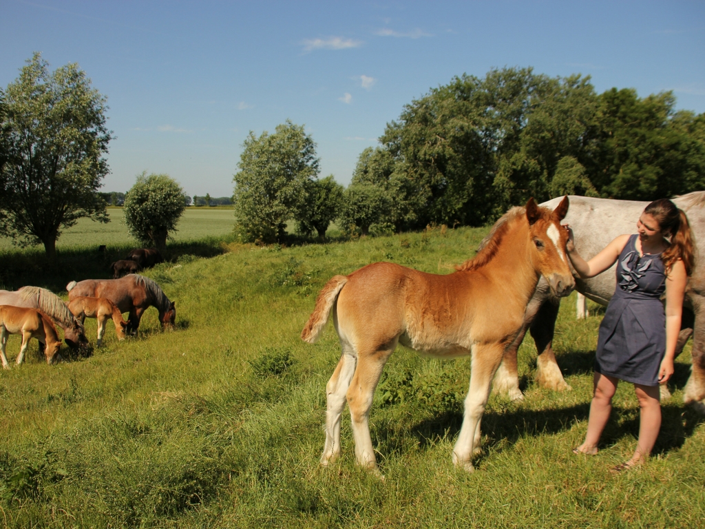 Slapen in een safaritent op Boerderijcamping De Paardenwei in Oostburg Zeeuws-Vlaanderen