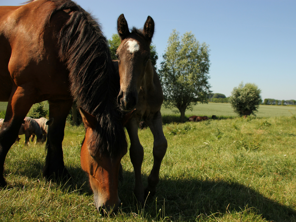 Slapen in een safaritent op Boerderijcamping De Paardenwei in Oostburg Zeeuws-Vlaanderen