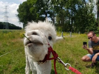 Alpaca en Bubbels Zeeland (2)